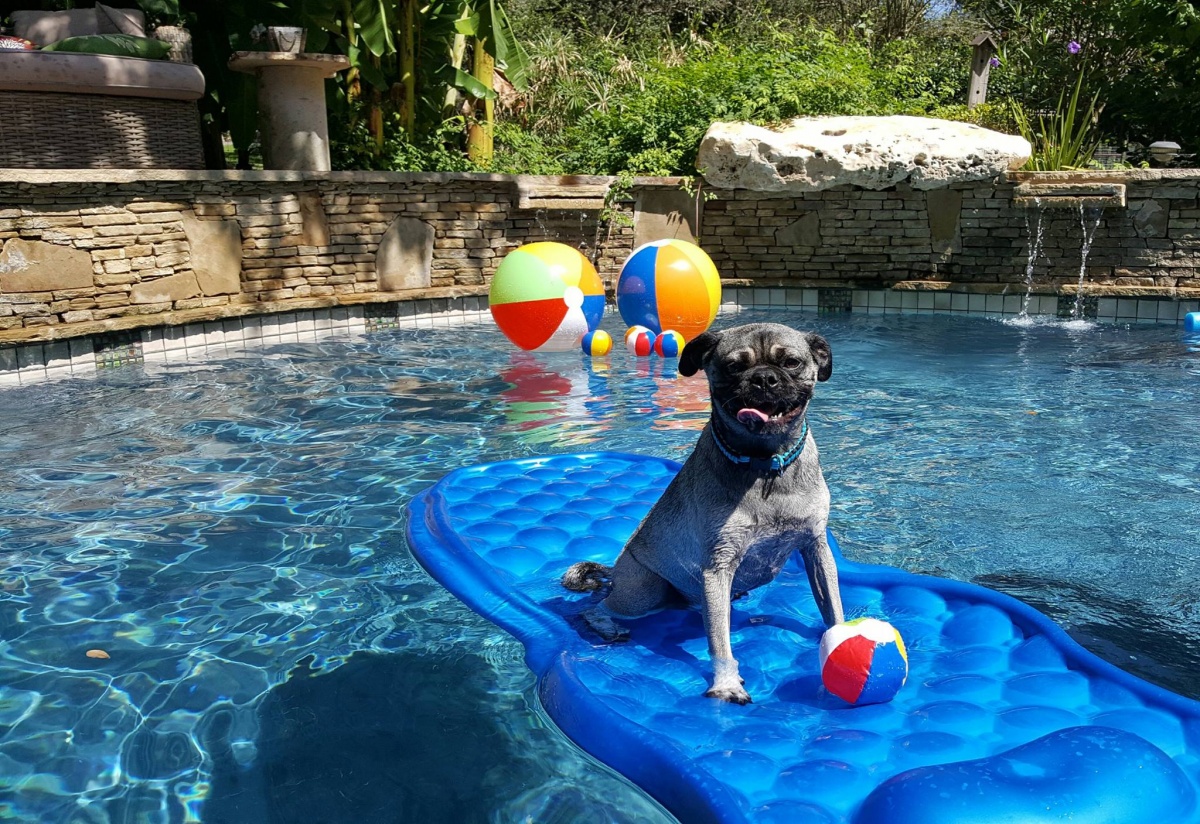 Puppy Up Pool Pawty