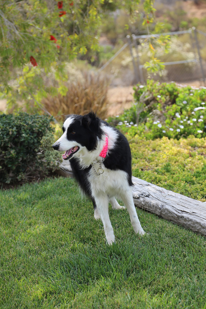 Jackson w/ Dog Collar