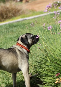 Mondu w/ Dog Collar