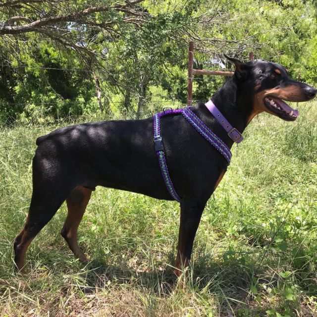 Handsome Niko showing off his new harness.